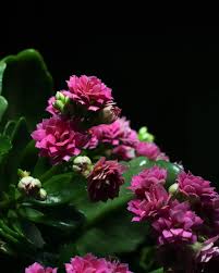 Life In Darkness This Is A Plant Named Kalanchoe Blossfeldiana Also Called Calancola In Italy Originaly From Kalanchoe Blossfeldiana Plants Instagram