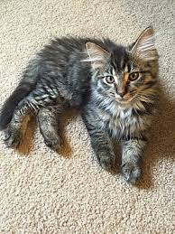 Most maine coon cats and kittens for adoption by owner are rehomed with veterinary records and any cat supplies and accessories the owner may have for them, saving you time and money. Maine Coon Kittens For Sale Near Me Petfinder