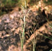 Image result for Leptochloa fusca