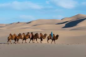 Same way anything else does it helped them survive, camels without humps died more often and didn't pass on that gene. How Many Humps On A Camel In Kazakhstan It S Complicated The New York Times