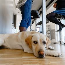 Der labrador retriever ist, unter den richtigen voraussetzungen, ein idealer hund für die wohnung. Lambrecht Hund Will Lasagne Essen Und Setzt Wohnung In Brand