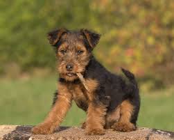The welsh terrier was originated from the united kingdom, wales. Waliser Terrier Hunderasseprofil Wie Man Ein Gluckliches Zuhause Fur Sein Haustier Schafft