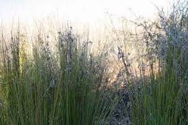 Image result for Diheteropogon amplectens