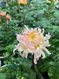 Image result for Brachycorythis lastii