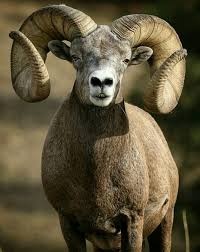 Massive Ram Animals Beautiful Big Horn Sheep Animals With Horns
