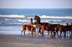 This image, which was originally posted to flickr, was uploaded to commons using flickr upload bot on 21 march 2009, 22:47 by kersti nebelsiek. Wild Horse Adventure Tours Corolla Aktuelle 2021 Lohnt Es Sich Mit Fotos