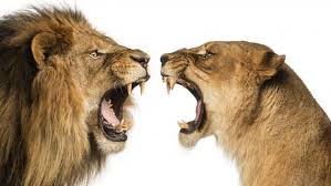 lion lioness fondos de pantalla hd fondos de escritorio imagenes y wallpapers hd para movil tablet y ordenado lion and lioness lion pictures abstract lion