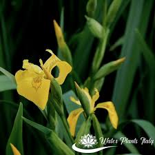 Un narciso con un insetto. Iris Pseudacorus Piante Acquatiche Water Plants Italy