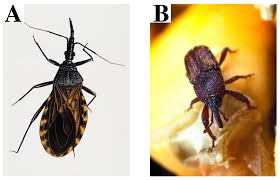 Image result for Oreophyton