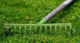 Sir walter buffalo requires dethatching at least every 2 years, but if you have any other buffalo type you usually need to dethatch yearly. 5 Ways To Stop Grass Runners In Their Tracks Greener Lawn