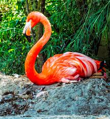 Cariberflamingo Nesting Copenhagen Zoo In The Zoo Pink Flamingos