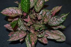 Image result for Hypoestes cancellata