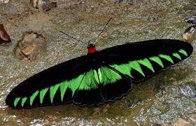 Pin En Mariposas