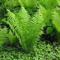 They differ from mosses and other bryophytes by being vascular, i.e. Compare Leatherwood Fern And Ostrich Fern