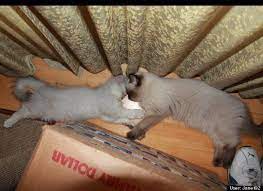 Pin By Briana Enderland On Cute Critters Cat Sleeping Cat Nap Cats