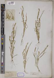 Image result for Elytrophorus spicatus