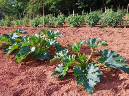Check spelling or type a new query. Zucchini Plant Size Tips For Cultivar Selection