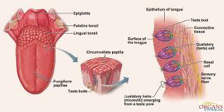 I just want to know the basic difference. Common Body Diagram Unlabeled Diagram Base Website Diagram Vagina Diagram Anatomy Everything You Need To Know