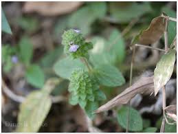 Image result for Nelsonia canescens