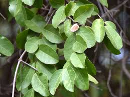 Image result for Pterocarpus lucens