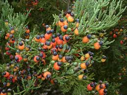 Image result for Huperzia dacrydioides