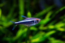 Image result for Tetracera bussei