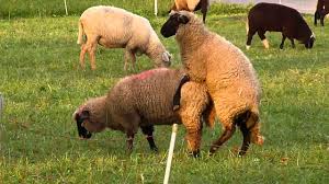 Animal breeding, controlled propagation of domestic animals in order to improve desirable qualities. Quotes About Animals Mating 24 Quotes
