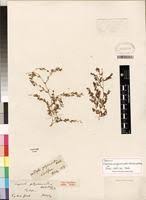 Image result for Euphorbia polycnemoides