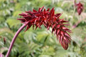 Image result for Melianthus major