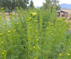 Image result for Tagetes minuta