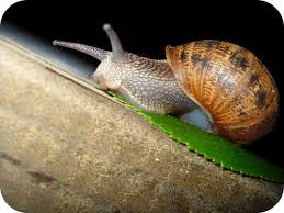 Invertebrates are animals without backbones. Invertebrate Diversity Ck 12 Foundation