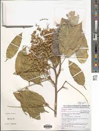 Image result for Platysepalum