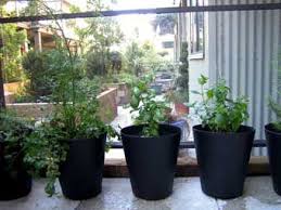 Ikea Fniss Wastepaper Basket Converted To Planters Herb Planters Indoor Greenhouse Diy Greenhouse