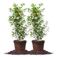 Check spelling or type a new query. Star Jasmine Flowering Plant 3 Gallon 2 Pack Costco