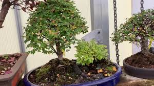 Bonsai trees are indoor or outdoor trees that are popular for their small sizes and unique shapes. Why Your Bonsai Has Yellow Leaves In Winter Youtube