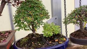 However, not all tree varieties can withstand the growing conditions. Why Your Bonsai Has Yellow Leaves In Winter Youtube