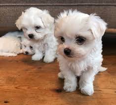 Peekapoo puppies, peekapoo breeders, peekapoos for sale, peekapoos. Female Peekapoo Puppies For Under 100 Louisiana For Sale United States 1