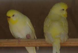 Albino Or Lutino Budgie Budgies Albino Beautiful Birds