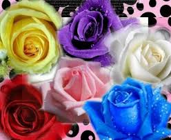 Makar sankranti indian festival yellow and purple kite. Heirloom 60 Seeds 6 Colors Red Purple Pink Blue White Yellow Rose Perennials Double Flowers Seeds B3006 Buy Online In Antigua And Barbuda At Antigua Desertcart Com Productid 82012729