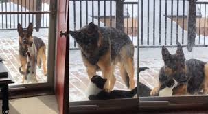 This dynamic can easily create conflict if two of these pets meet. Reddit Dog Vs Cat Video Makes Users Crease With Laughter As Kitty Told To Behave Daily Star