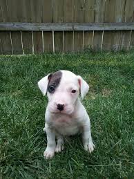 Black And White American Bulldog Mix 6 Week Old American Bulldog Cane Corso Mix American Bulldog Cane Corso Animals