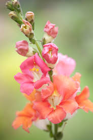 Image result for Antirrhinum
