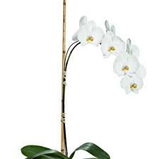 Looking to decorate your home with some fresh foliage? Newcastle Florist Flower Delivery By Flowers At Louis Doe
