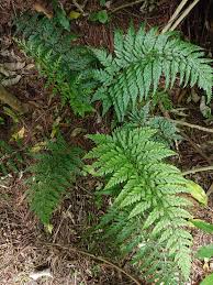 Image result for Asplenium abyssinicum