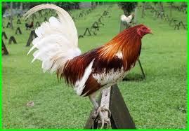 Maybe you would like to learn more about one of these? Ayam Aduan Pukul Mati Lawan Explore Tumblr Posts And Blogs Tumgir