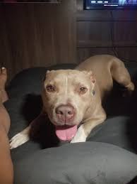 Y'all remember Charlie who was saved by Who Rescued Who?? He is hanging out  with me for a few days!! 😍 He has a long way to go but he is doing