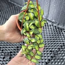 Image result for Begonia lacunosa