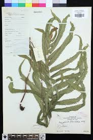 Image result for Amblovenatum