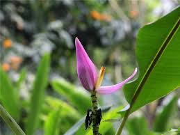 Image result for Musa ornata