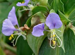 Image result for Commelina diffusa